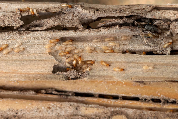 Reliable Salt Lake City, UT Pest Control Solutions